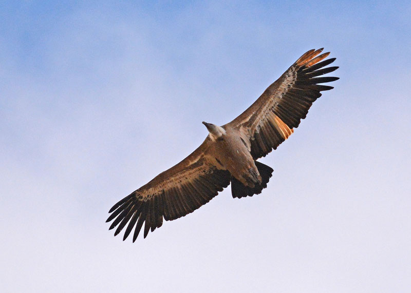 Grifoni, Gyps fulvus